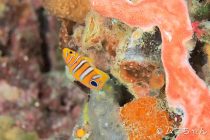 マクロもワイドも楽しめる海！