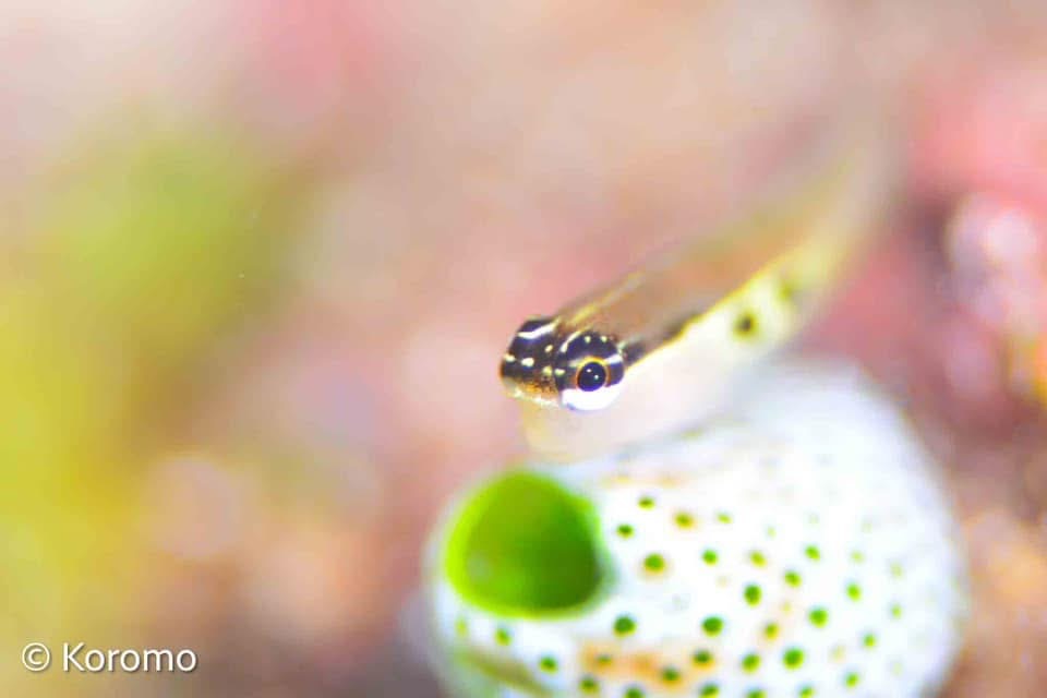 可愛い子ちゃん💕