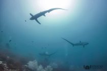 マラパスクア2日目！