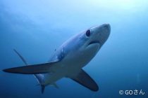 マラパスクアツアーのお知らせ⭐️