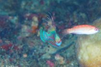 サンセット＆ナイトダイビングまで💪