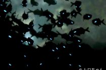 元気にナイトまで〜⭐️