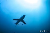 マラパスクアに来ていまーーーーす🦈