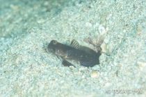 ハゼポイントへ！