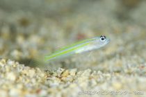 沖縄ダイビングセンターPHOTOブログ🎵