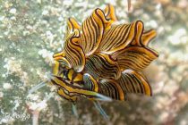 3週間ぶりのCEBU！