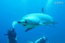 またまたマラパスクア🏝️